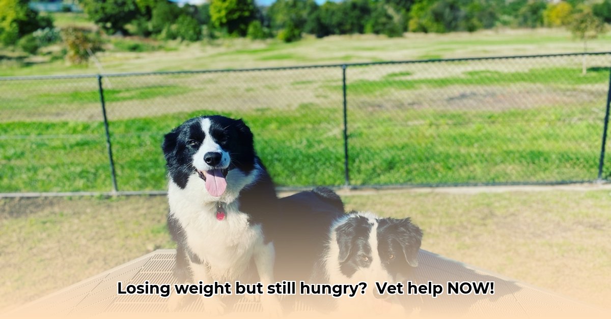 dog-weight-loss-but-still-eating